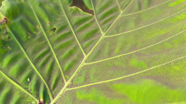 Volcanic Ash Covering Green Plants Following the Eruption of Mount Anak Krakatau