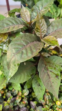 Volcanic Ash Covering Plants After Mount Anak Krakatau Eruption