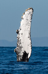 A friendly humpback whale waving its large pectoral fin out of the water along the coast of Orange County, California © Kristie