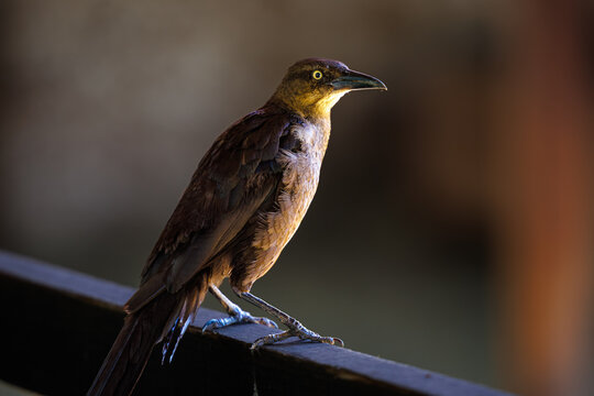 A great-tailed grackle or Mexican grackle (Quiscalus mexicanus)