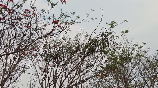 Low angle view of blooming flamboyant tree with red flowers swaying in gentle breeze against cloudy sky.