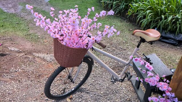 Slow motion shot of a vintage bicycle decorated with pink cherry blossoms in Campos do Jordao, Brazil. Retro bike with a wicker basket full of sakura flowers. 