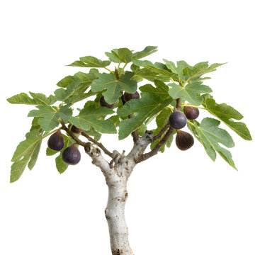 Small fig tree with ripe purple fruits and green leaves isolated on a solid black background