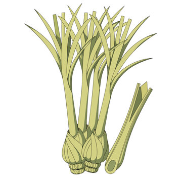Fresh lemongrass stalks vector illustration isolated on white background, Asian cooking herb and aromatic ingredient