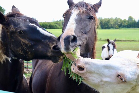 horses in a field on a farm