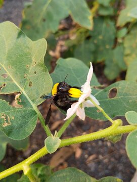 Macro shot of a yellow jacket carpenter bee pollinating a white flower, wildlife insect interaction in nature close up