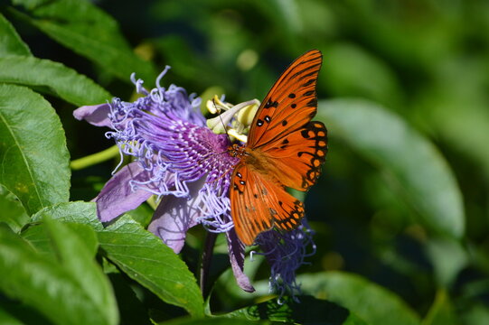 Florida Wildlife Gulf Fritillary on Passion Flower Host Plant