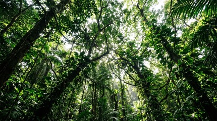 Fototapeta premium Lush green canopy of a dense forest viewed from below, with sunlight filtering through the leaves. 