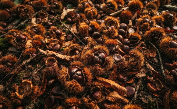 Fresh sweet chestnuts in spiny burrs on forest floor in autumn woodland ground, harvesting seasonal organic nuts for healthy food and autumn concept background