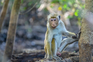 Monkey Life © Dev Mukund