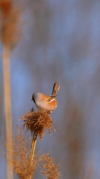Male Bearded Reedling Bird Perching on a Fluffy Reed Seed Head with Soft Blue Bokeh Background