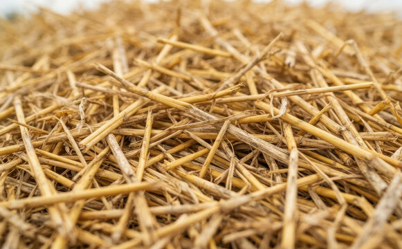 Close up of dry yellow straw texture background, agricultural harvest material for farm and livestock feed use