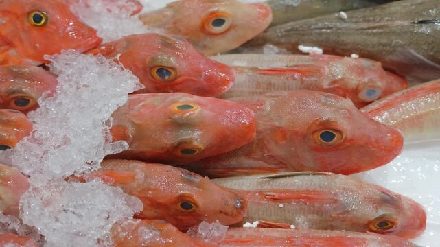 Close-up of fresh red mullet heads on ice at a seafood market, Cote d'Azur, France