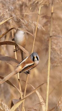 Male Bearded Reedling Looking at Camera While Perching on Reed Stem