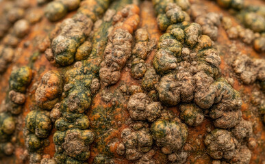 Fototapeta premium Close up shot of a heavily warty and bumpy heirloom pumpkin surface, displaying unique textures for autumn seasonal background and fall design concepts