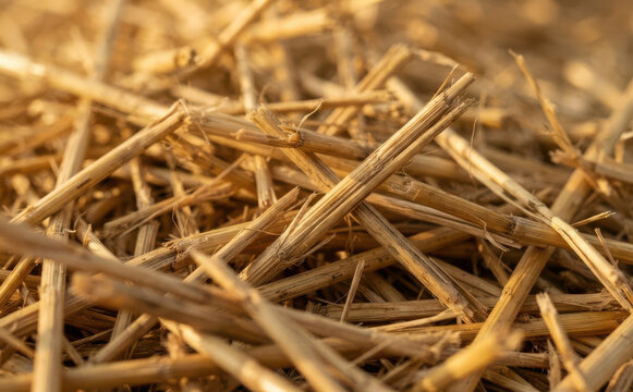 Close-up view of golden straw and chaff texture for agricultural background concepts and rural design projects