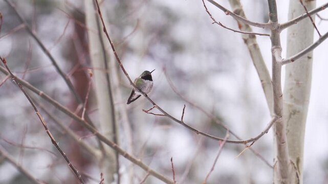Anna hummingbird resting on bare aspen tree branch during cold winter snowfall.
