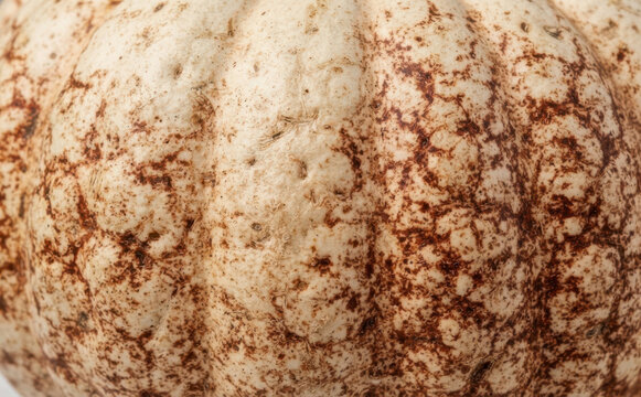 Close up of a unique white and brown speckled peanut pumpkin surface texture for design background