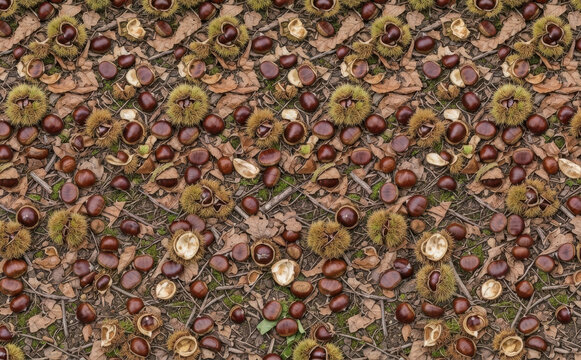 Chestnut background with fresh sweet chestnuts and spiky burs scattered on forest floor, natural autumn harvest and fall season concept