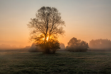 Drzewo. © R.Jaszczynski