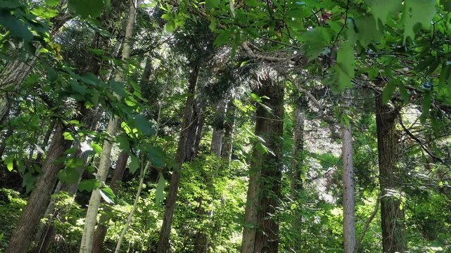 Sunlight filters through a dense forest of cedar and broadleaf trees, framed by green leaves in the foreground.