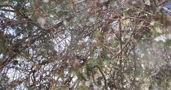 Gentle Snowfall Through Evergreen Tree Branches in Winter Forest