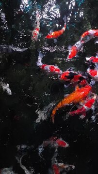 Ko fish swarm in dark, churning water. Red, orange, and white fish compete for food. They leap, twist, and dart in chaotic motion. Water splashes as they devour scattered meals