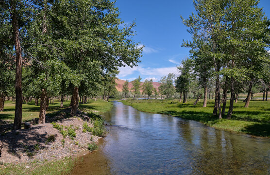 Floodplain poplar forest near Kyzylshin river in Altai Republic.