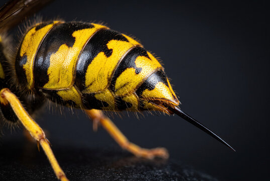Sharp stinger sting on striped yellowjacket wasp hornet insect abdomen, representing venom danger.