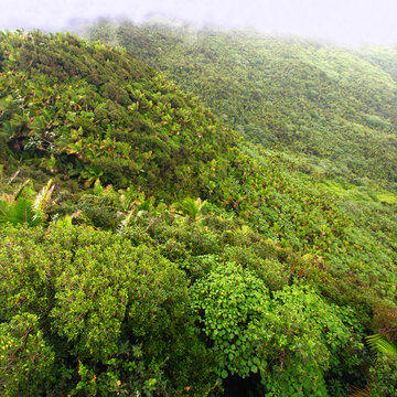 El Yunque National Forest in Puerto Rico