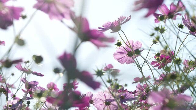 コスモス畑の4Kスローモーション動画