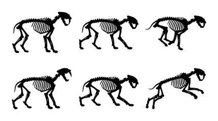 Fototapeta premium Saber-Toothed Cat Skeleton Animation Sequence, Prehistoric Animal Anatomy, Fossil Discovery Vector Art