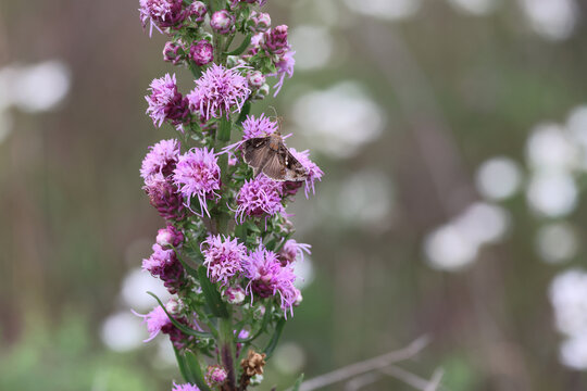 Common Looper Moth Feeding on Purple Blazing Star Flowers