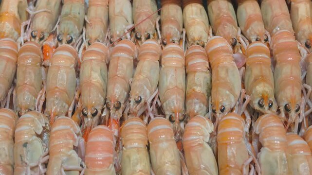 Close-up of fresh langoustines arranged in neat rows at a seafood market, Cote d'Azur, France