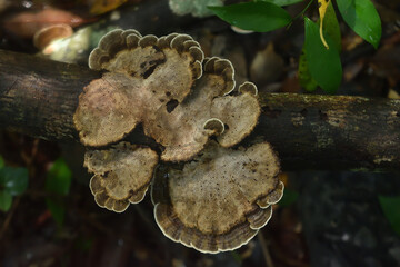 Tree mushroom, Wild mushroom, forest  © Prabuddha