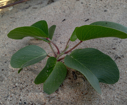 The Katang-katang (Ipomoea pes-caprae) plant grows on the beach with white sands