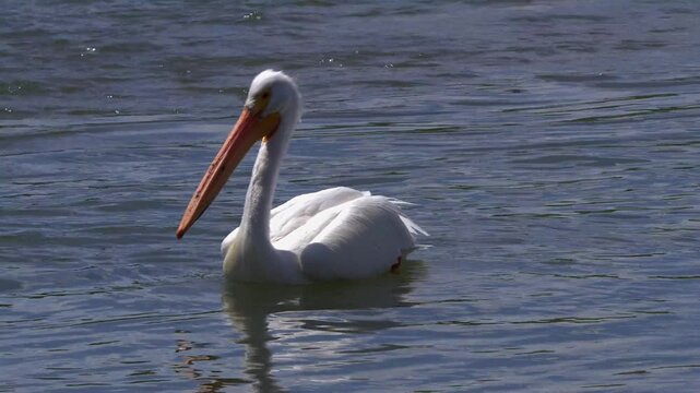 American white pelican swimming gracefully on calm blue water surface.