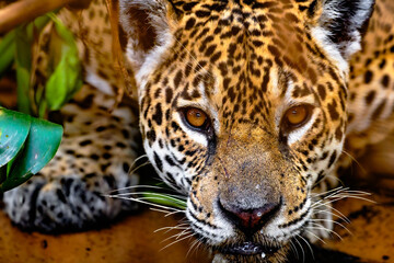 Obraz premium Wild jaguar face with water drops on its chin in the Pantanal