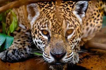 Obraz premium Wild jaguar looking at the camera with a wet chin in close-up