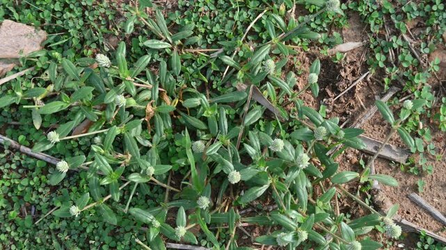 Gomphrena celosioides grass. It is a&nbsp;herbaceous&nbsp;perennial&nbsp;flowering plant&nbsp;belonging to the family&nbsp;Amaranthaceae&nbsp;and. Prostrate globe amaranth. 