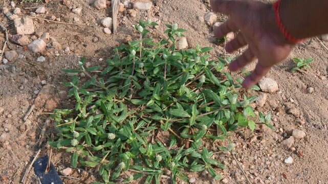 Gomphrena celosioides grass. It is a&nbsp;herbaceous&nbsp;perennial&nbsp;flowering plant&nbsp;belonging to the family&nbsp;Amaranthaceae&nbsp;and. Prostrate globe amaranth. 