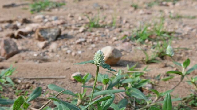 Gomphrena celosioides grass. It is a&nbsp;herbaceous&nbsp;perennial&nbsp;flowering plant&nbsp;belonging to the family&nbsp;Amaranthaceae&nbsp;and. Prostrate globe amaranth. 