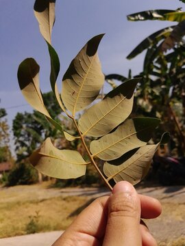 hand holding a leaf