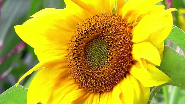 Bright yellow sunflower blooming in a sunny garden close up