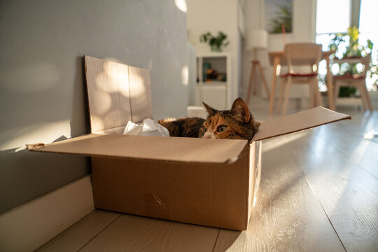 Lazy calico cat rests low inside cardboard box on floor, enjoying warmth and comfort at home. Interested kitty peeking over edge while watching patch of sunlight on wall. Pet life. 
