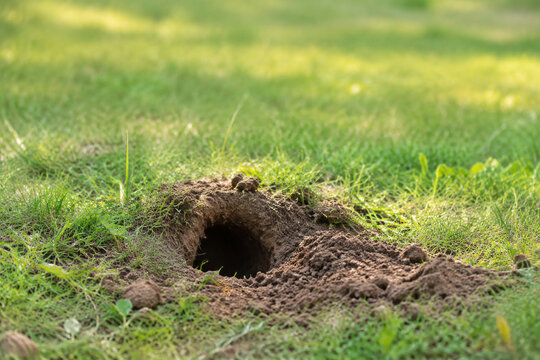 Animal burrow entrance in grassy meadow, nature and wildlife habitat concept