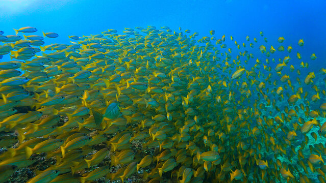 Underwater photo of school of fish at a coral reef. Yellow Snapper Fish. From a scuba dive off the coast of the island Koh Lanta in the south Andaman Sea in Thailand.