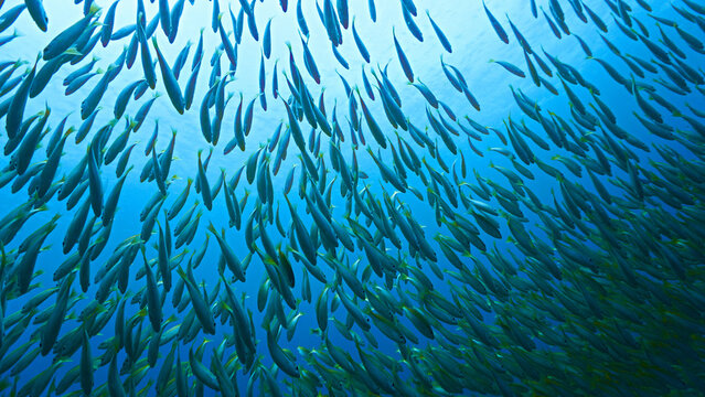Underwater photo of school of fish at a coral reef. Yellow Snapper Fish. From a scuba dive off the coast of the island Koh Lanta in the south Andaman Sea in Thailand.