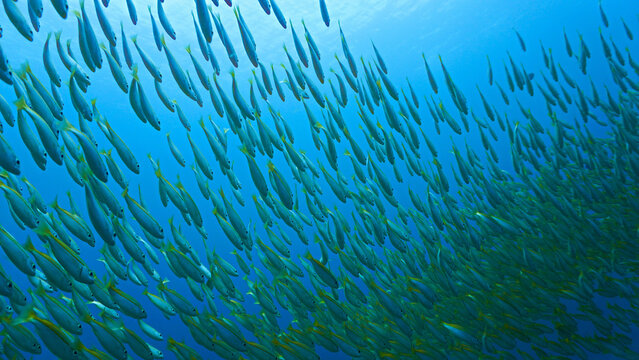 Underwater photo of school of fish at a coral reef. Yellow Snapper Fish. From a scuba dive off the coast of the island Koh Lanta in the south Andaman Sea in Thailand.