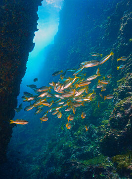 Colorful Coral Reef and School of Fish in Sunlight Rays Underwater. Clear blue water, colorful corals, and dramatic sunbeams create a breathtaking ocean scenery.